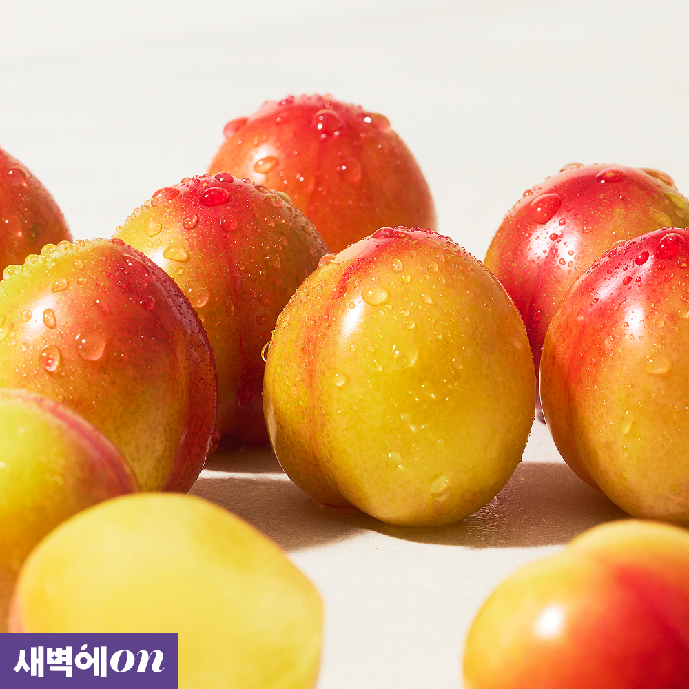 [새벽에On] 가을의 대명사, 추희 자두 1kg / 2kg (13Brix)